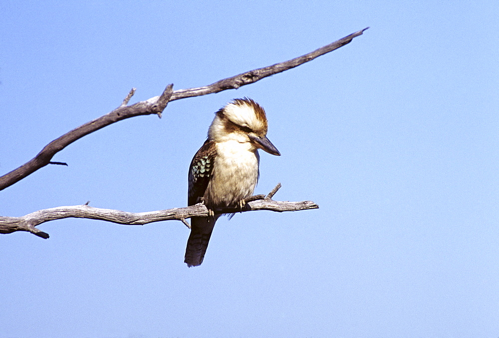 Laughing Kookaburra (Dacelo novaeguineae), Western Australia, Australia