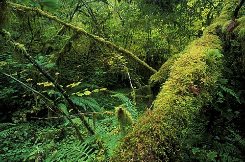 Rain forest in Olympic National Park, Washington, USA