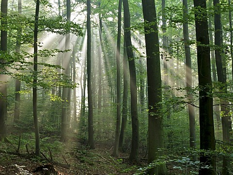 Sun-drenched forest, Odenwald, Germany