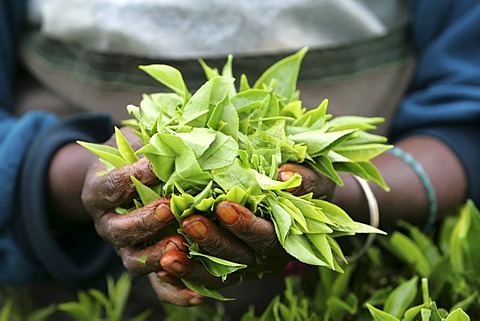 LKA, Sri Lanka : Nuwara Eliya, Highlands, tea plantaion area. Pea plucker, traditionell femal work.