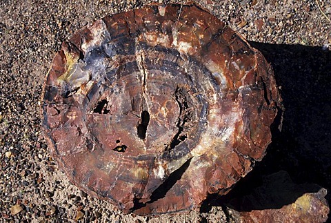 USA, United States of America, Arizona: Petrified Forest National Park. Park with bizarre erosion landscape, Painted Desert area and petrified trees.. Navajo Indian Reservation.