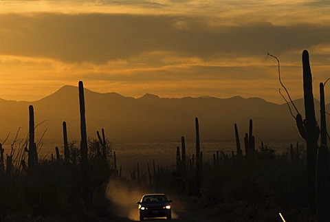 USA, United States of America, Arizona: Saguaro National Park, near Tucson, dirtroad at sunset.