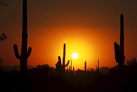 USA, United States of America, Arizona: Saguaro National Park, near Tucson, at sunset.