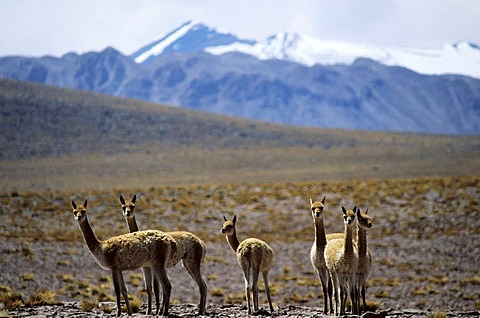 CHL, Chile, Atacama Desert: a herd of Vicunas.