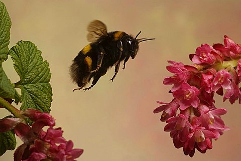 Buff-tailed Bumblebee