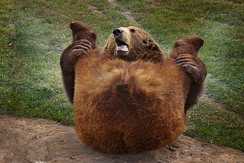 Brown Bear (Ursus arctos) laying on the ground, stretching its hind legs