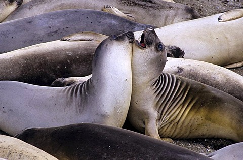 USA, United States of America, California: sea lions, Highway No. 1 near Moro Bay.