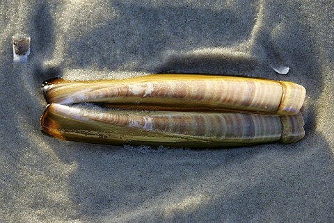 Sword razor (Ensis ensis) on the beach, Amrum, North Frisian Islands, North Sea, Schleswig-Holstein, Germany, Europe