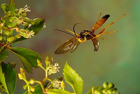 Ichneumon Wasp (Ichneumon sp.)