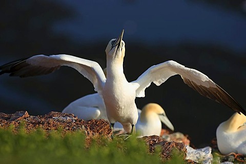 Northern gannet (Sula bassana) at the nest