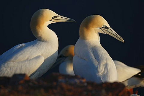 Northern gannet (Sula bassana) at the nest