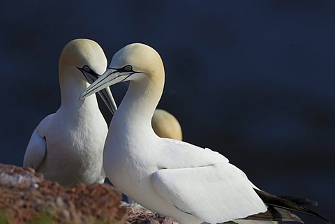 Northern gannet (Sula bassana)