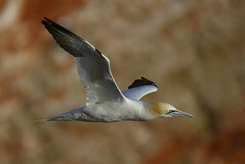 Northern gannet (Sula bassana) flying