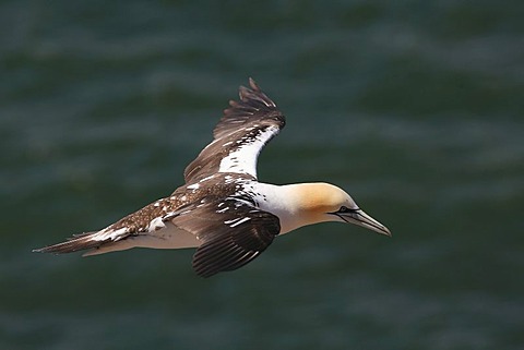 Northern gannet (Sula bassana) flying