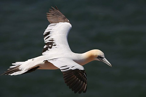 Northern gannet (Sula bassana) flying