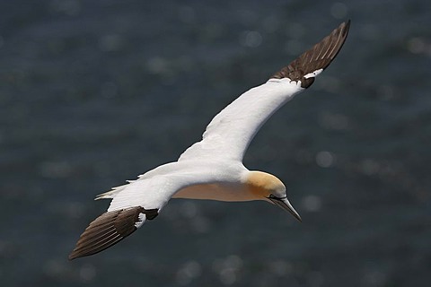 Northern gannet (Sula bassana) flying