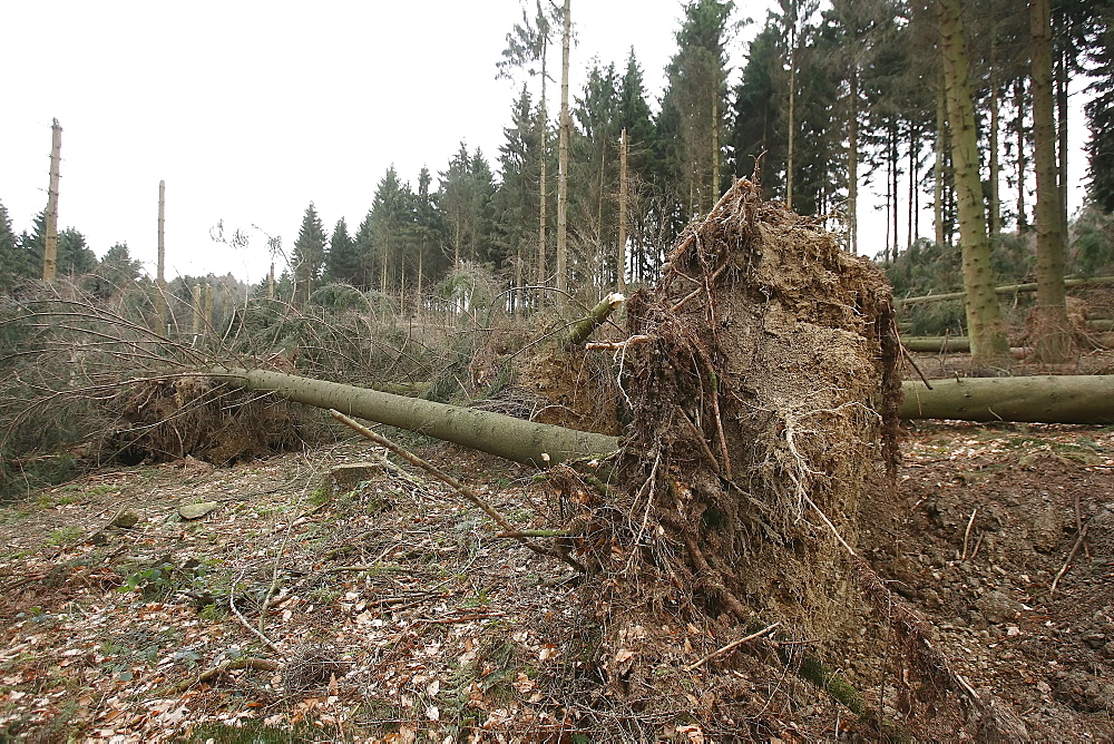 Storm damage in a forest near Duesterohl, North Rhine-Westphalia, Germany