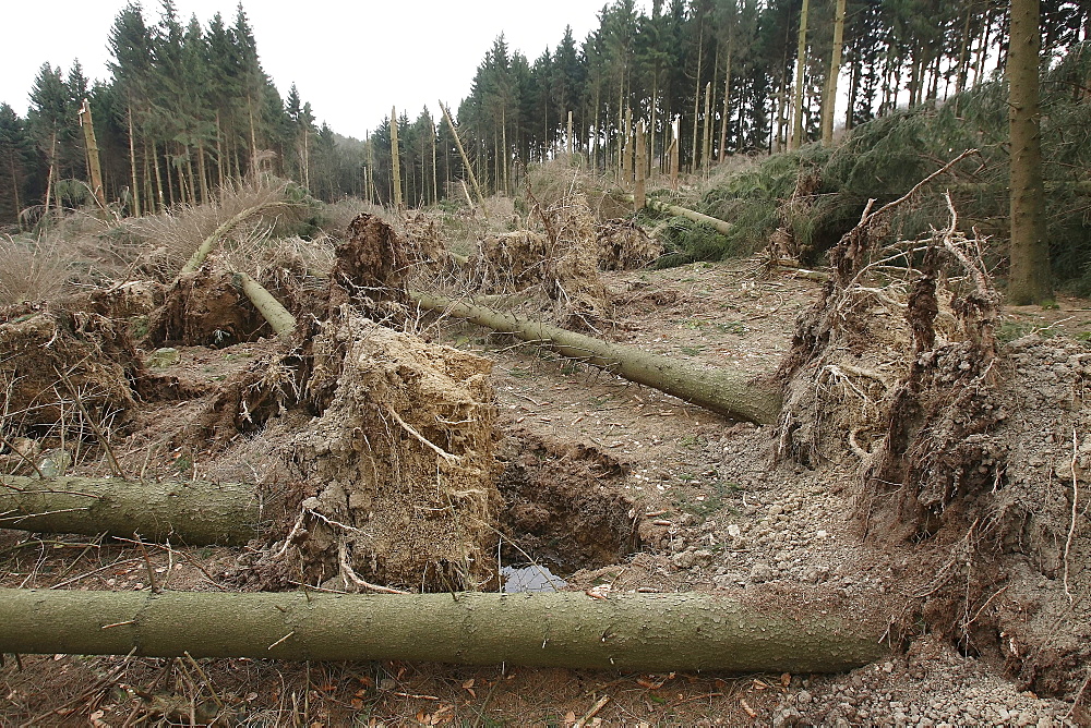 Storm damage in a forest near Duesterohl, North Rhine-Westphalia, Germany