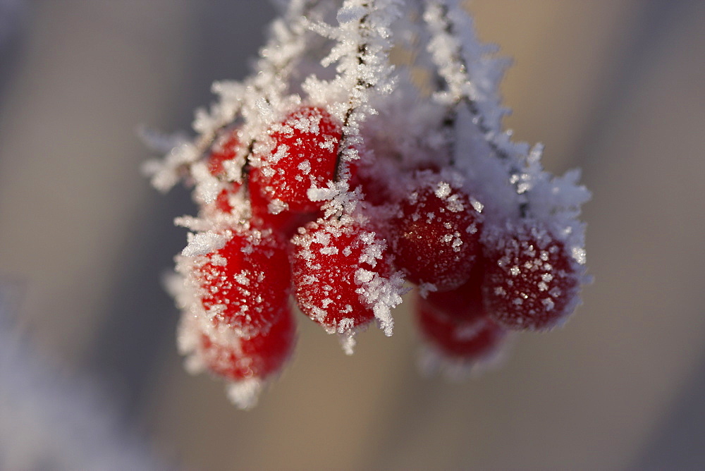 Umbel of red berries covered with frost