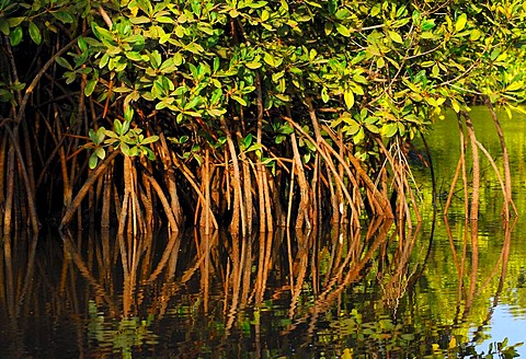 In the mangrove forest - reflection of roots and branches, The Gambia, Africa