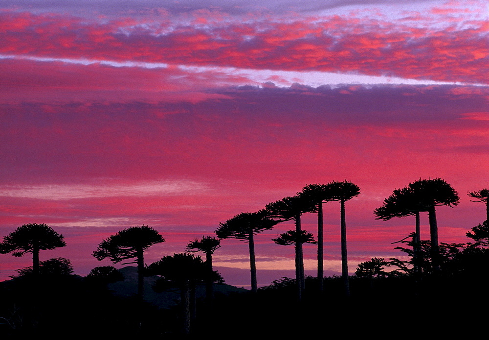 Araucaria trees, Patagonia, Lake District, Chile, South America