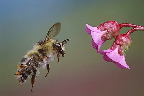 Shrill Carder Bee (Bombus sylvarum)