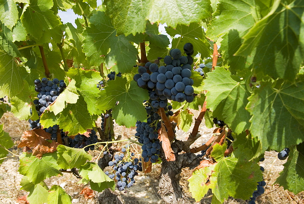 Bunches of dark red grapes on vines, Corbieres region, Department Aude, France, Europe