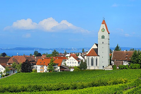 Hagnau, wine village on Lake Constance, Bodensee district, Baden-Wuerttemberg, Germany, Europe