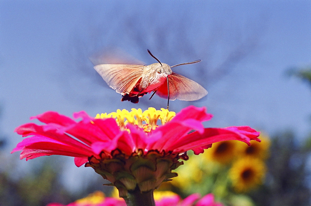 Hummingbird hawkmoth / Macroglossum stellatarum. Leningrad region, Russia