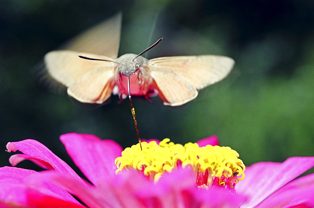 Hummingbird hawkmoth / Macroglossum stellatarum, Leningrad region, Russia