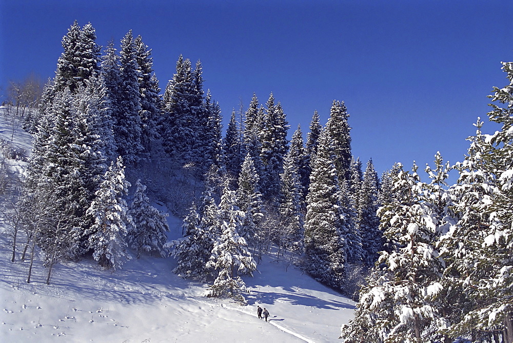 Fur-trees after the first snow in mountains. Mountains Zailisky Alatau, Almaty area, Kazakhstan.