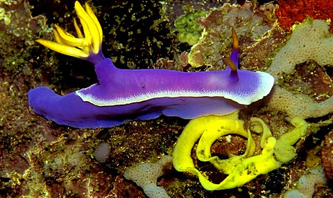 Nudibranch, Hypselodoris Bullockii, with eggs