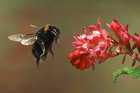 large earth bumblebee (Bombus terrestris)