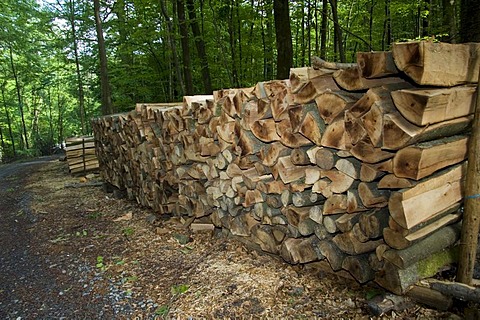 Piled logs of wood