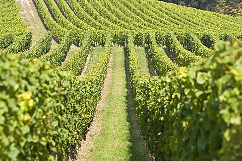 Grape-vines in vineyard, Rheingau (Rhine District), Hesse, Germany