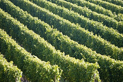 Grape-vines in vineyard, Rheingau (Rhine District), Hesse, Germany