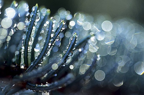 Morning dew drops on needels of a silver fir tree, autumn, Algonquin National Park, Ontario, Canada.