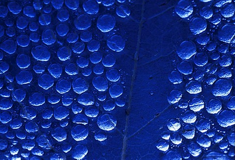 Morning dew drops on a leave of a walnut tree with the reflection of the blue sky on it.