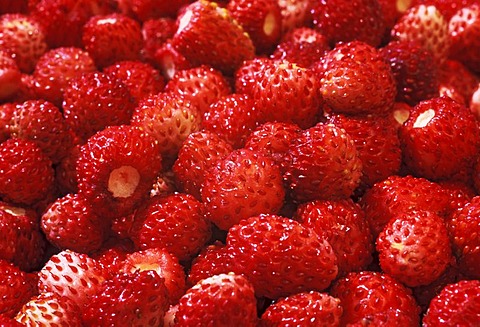 Ripe, red wild strawberries.