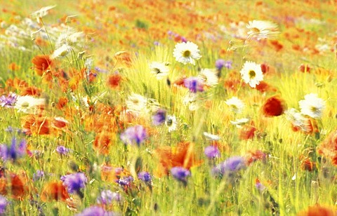 Field of poppies, oxeye daisys and blue cornflowers moved by the wind.