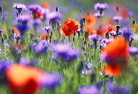 Meadow of poppies and blue cornflowers close to Aix en Provence, France.