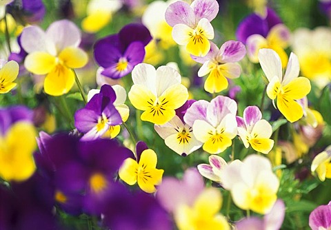 Pansy field.