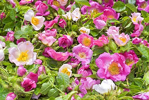 Gathered blossoms of the wild rose rosa rubiginosa.