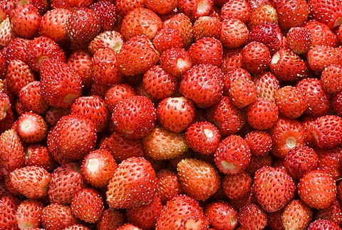 Freshly harvested wild strawberries for the production of remedies