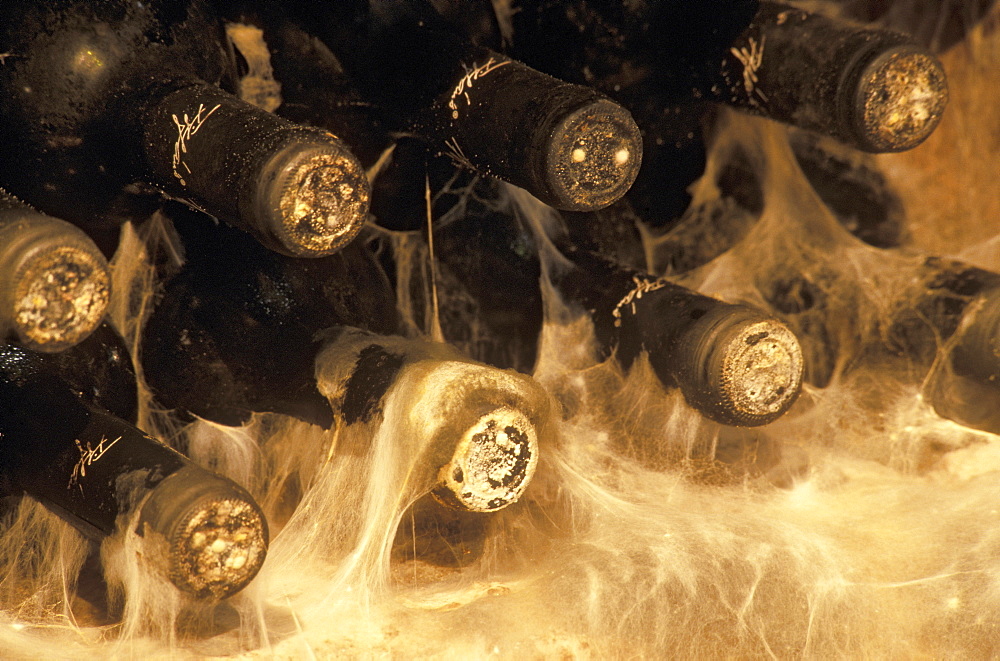 Wine bottles stored on a wine rack surrounded by mould in a wine cellar, Ede Tiffan Winery, Villany, Hungary