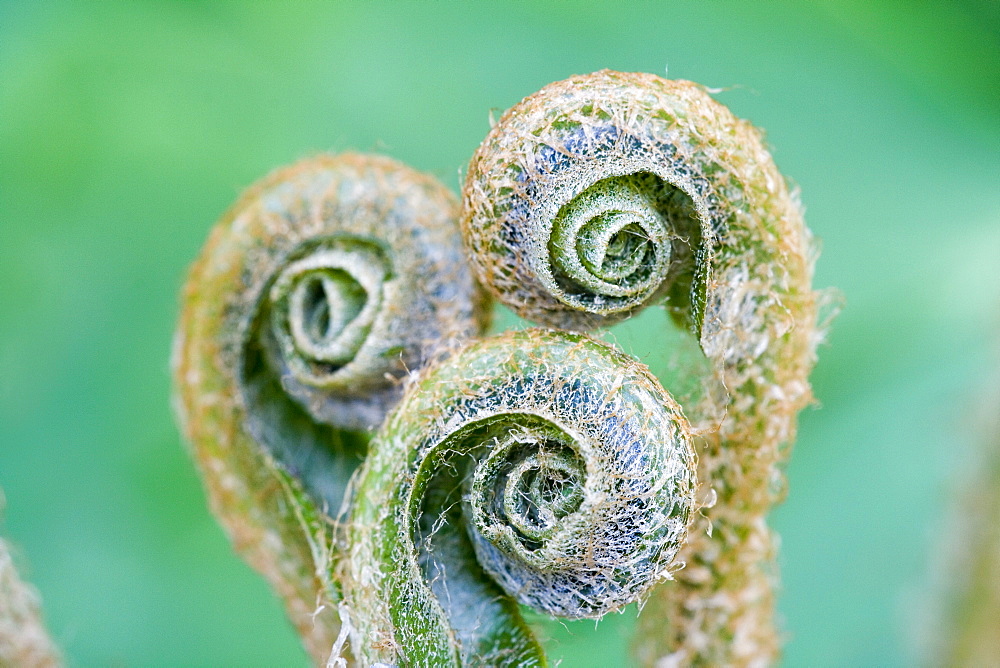 Three spiral formed shoots of the Hart's-tongue Fern (Asplenium scolopendrium) in spring, medicinal plant