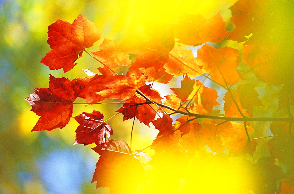 Sugar Maple leaves (Acer saccharum), autumn colours in Eastern Canada during Indian summer, La Mauricie National Park, Quebec, Canada