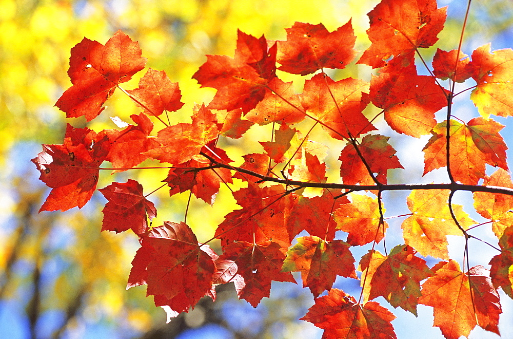 Sugar Maple leaves (Acer saccharum), autumn colours in Eastern Canada during Indian summer, La Mauricie National Park, Quebec, Canada