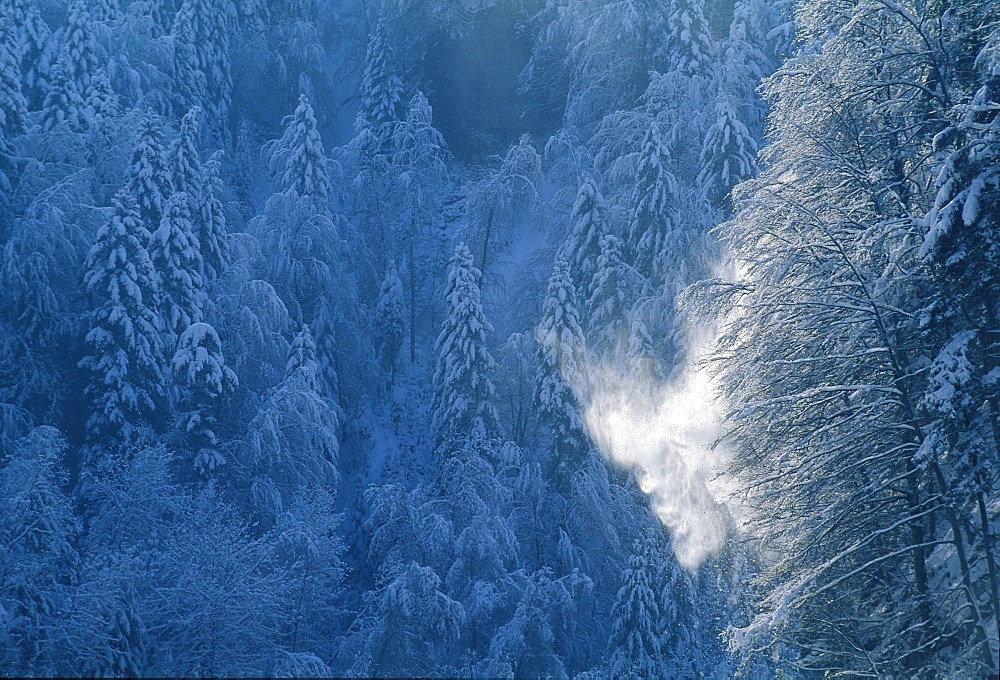 Snow falling from a tree catching a shaft of sunlight in front of dark snow covered trees in a wintry Black Forest, Baden-Wuerttemberg, Germany