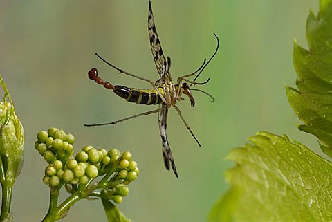 scorpion fly (Panorpa communis)